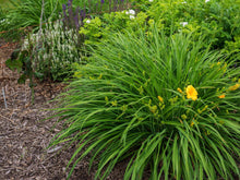 Load image into Gallery viewer, Stella D&#39;oro Daylily
