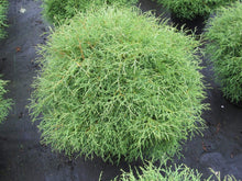 Load image into Gallery viewer, Mr. Bowling Ball Arborvitae Shrubs
