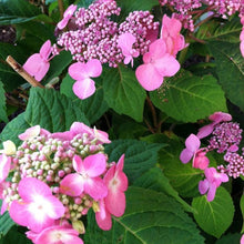 Load image into Gallery viewer, Endless Summer Twist-N-Shout Hydrangea Shrubs
