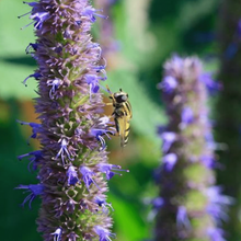 Load image into Gallery viewer, Agastache Blue Fortune
