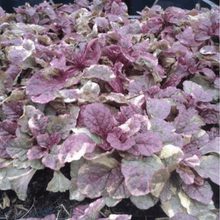 Load image into Gallery viewer, Ajuga Burgundy Glow
