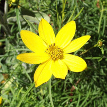 Load image into Gallery viewer, Coreopsis Zagreb Plants
