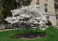 Load image into Gallery viewer, Royal Star Magnolia
