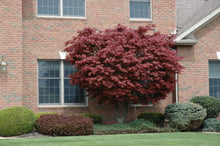 Load image into Gallery viewer, Bloodgood Japanese Maple Trees
