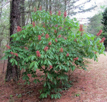 Load image into Gallery viewer, Red Buckeye Shrubs
