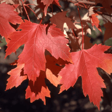 Load image into Gallery viewer, Autumn Fantasy Maple Trees
