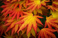 Load image into Gallery viewer, Autumn Moon Japanese Maple Trees
