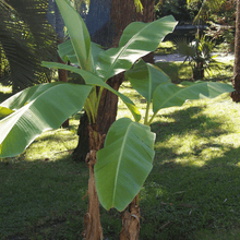 Load image into Gallery viewer, Banana &#39;Musa basjoo&#39; Plants
