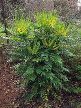 Load image into Gallery viewer, Mahonia Winter Sun Shrubs

