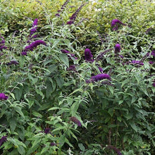 Load image into Gallery viewer, Black Knight Butterfly Bushes
