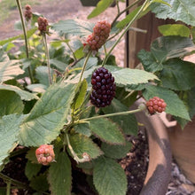 Load image into Gallery viewer, Baby Cakes Blackberry Bushes
