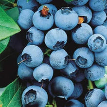 Load image into Gallery viewer, Bluecrop Blueberry Bushes
