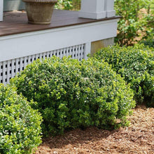 Load image into Gallery viewer, Boxwood Sprinter Shrubs
