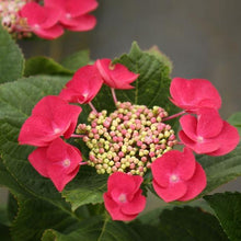 Load image into Gallery viewer, Cherry Explosion Red Hydrangea Shrubs
