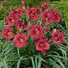 Load image into Gallery viewer, Pardon Me Daylily
