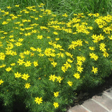 Load image into Gallery viewer, Coreopsis Zagreb Plants
