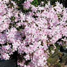 Load image into Gallery viewer, Creeping Phlox Candy Stripe
