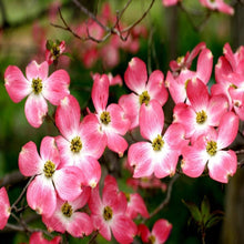 Load image into Gallery viewer, Pink Flowering Dogwood | Cherokee Brave Trees
