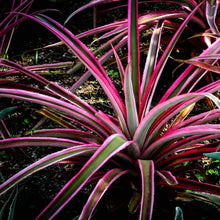 Load image into Gallery viewer, Dracaena Colorama Plants
