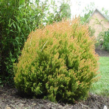 Load image into Gallery viewer, Fire Chief Arborvitae Shrubs
