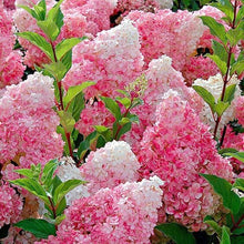 Load image into Gallery viewer, Vanilla Strawberry Hydrangea
