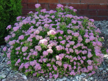 Load image into Gallery viewer, Little Princess Spirea Shrubs
