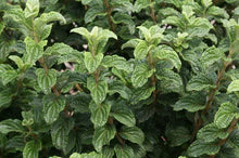 Load image into Gallery viewer, Pucker Up Red Twig Dogwood Shrubs
