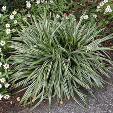 Load image into Gallery viewer, Variegated Liriope Plants
