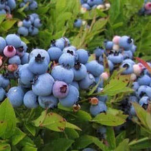 Load image into Gallery viewer, Low Bush Blueberry Bushes
