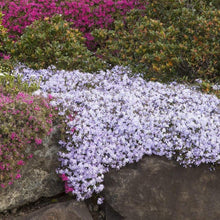 Load image into Gallery viewer, Creeping Phlox Emerald Blue
