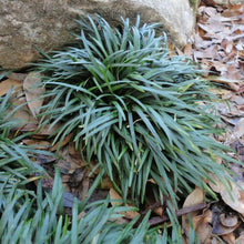 Load image into Gallery viewer, Mondo Grass
