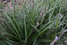 Load image into Gallery viewer, Mondo Grass
