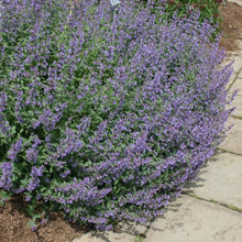 Load image into Gallery viewer, Nepeta Walkers Low Catmint
