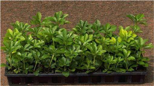 Pachysandra