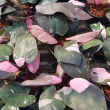 Load image into Gallery viewer, Pink Princess Philodendron Plants
