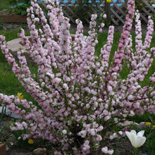 Load image into Gallery viewer, Pink Flowering Almond Shrubs
