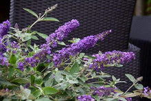 Load image into Gallery viewer, Butterfly Bush Petite Blue Heaven Shrubs
