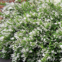 Load image into Gallery viewer, Deutzia Nikko Shrubs

