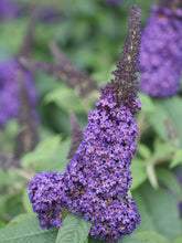 Load image into Gallery viewer, Pugster Blue Butterfly Bush
