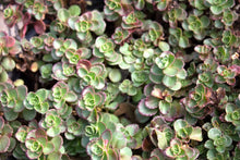 Load image into Gallery viewer, Dragon&#39;s Blood Sedum

