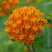Load image into Gallery viewer, Butterfly Weed Plants
