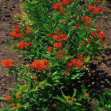 Load image into Gallery viewer, Butterfly Weed Plants

