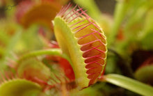 Load image into Gallery viewer, Venus Fly Trap Plants
