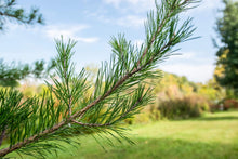 Load image into Gallery viewer, Virginia Pine Trees
