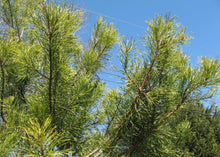 Load image into Gallery viewer, Virginia Pine Trees
